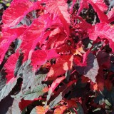 Amaranthus gangeticus 'Molten Fire'